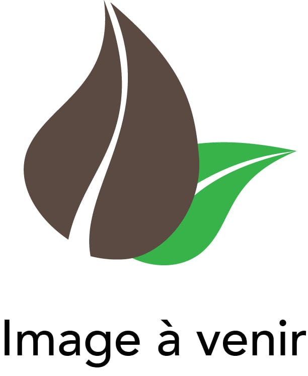 SETA ORGANIC Épicerie Latté au curcuma 120g