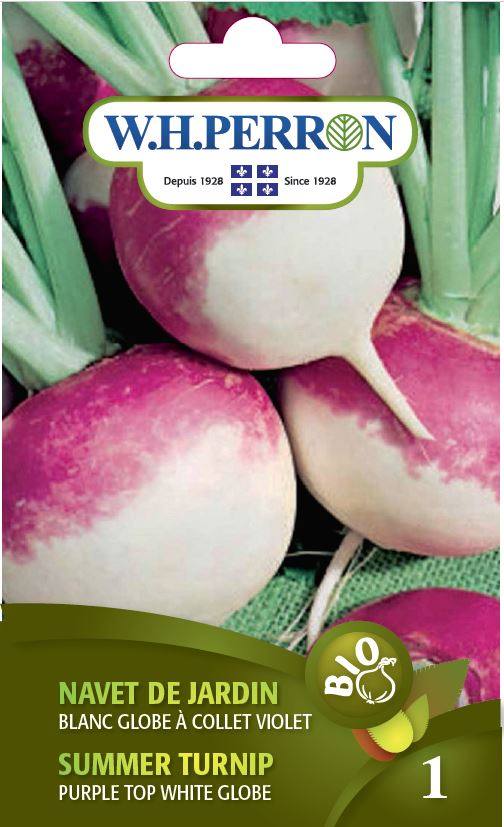 Organic white globe garden turnip seeds with purple collar