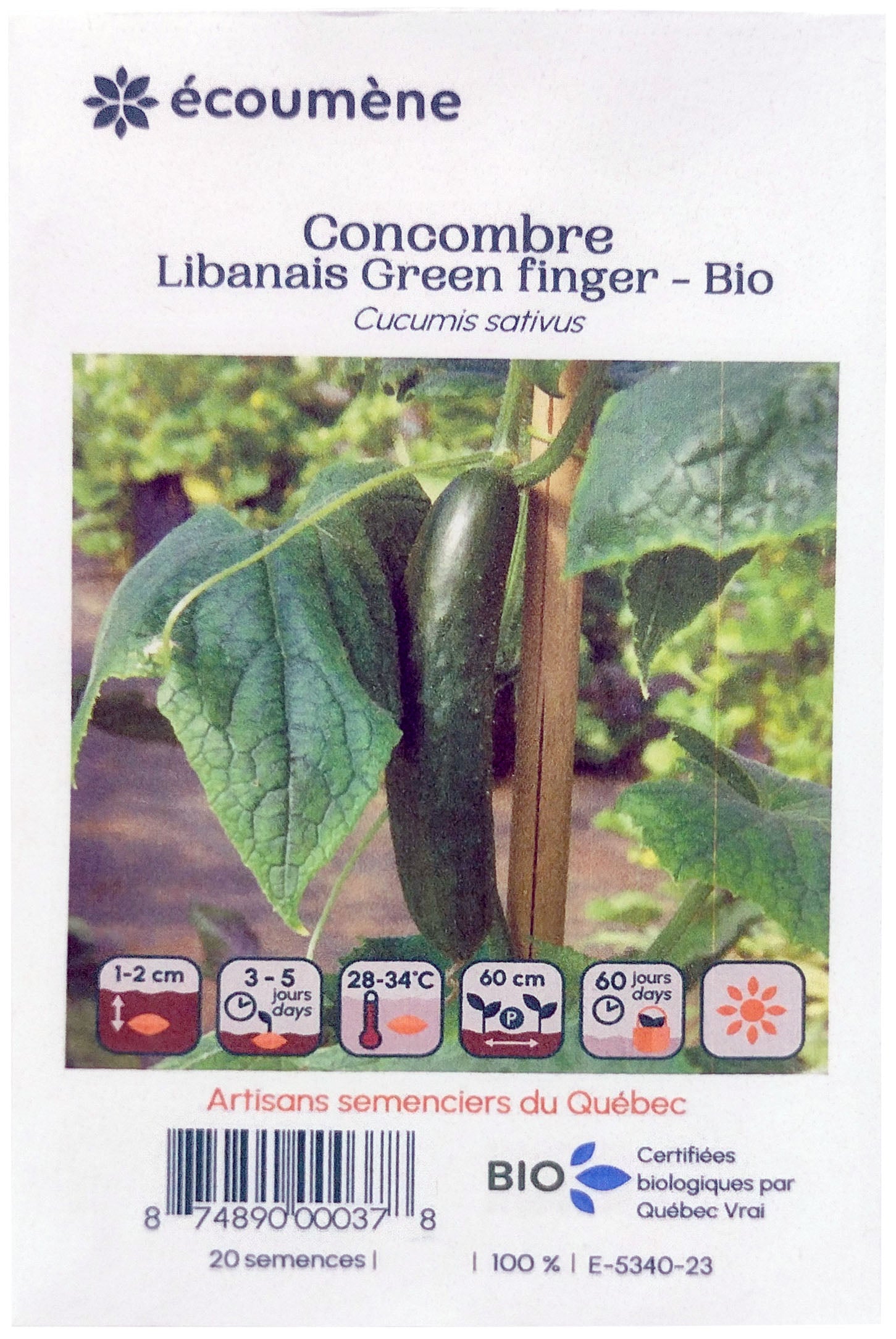 Organic green finger Lebanese cucumber seed (un)