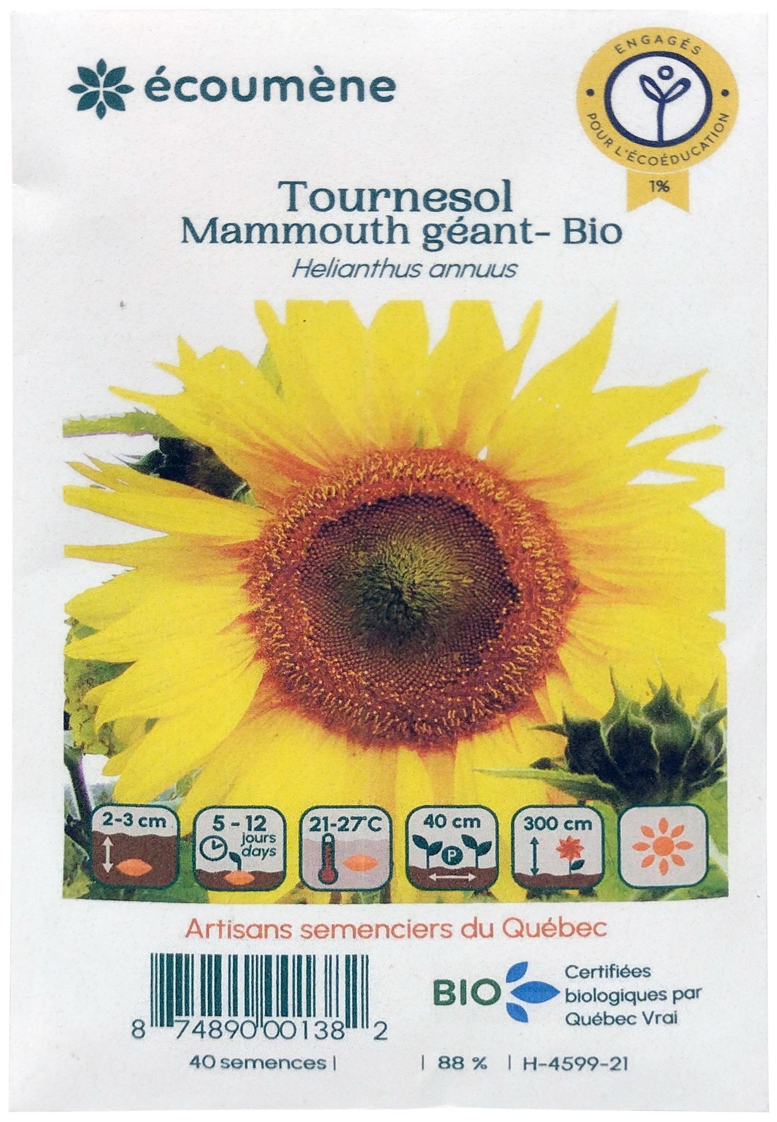 Organic Giant Mammoth Sunflower Seed (one)