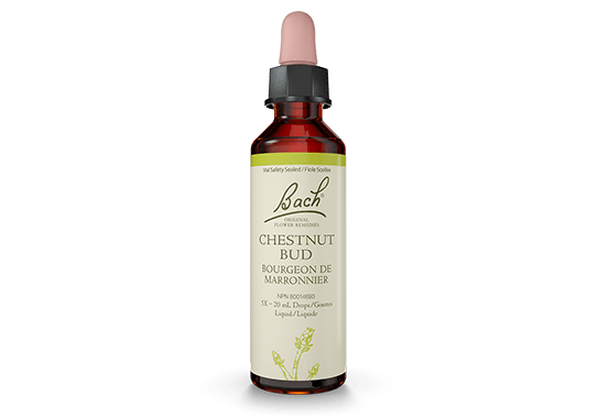 BACH Suppléments Chestnut Bud (marronier) 20ml