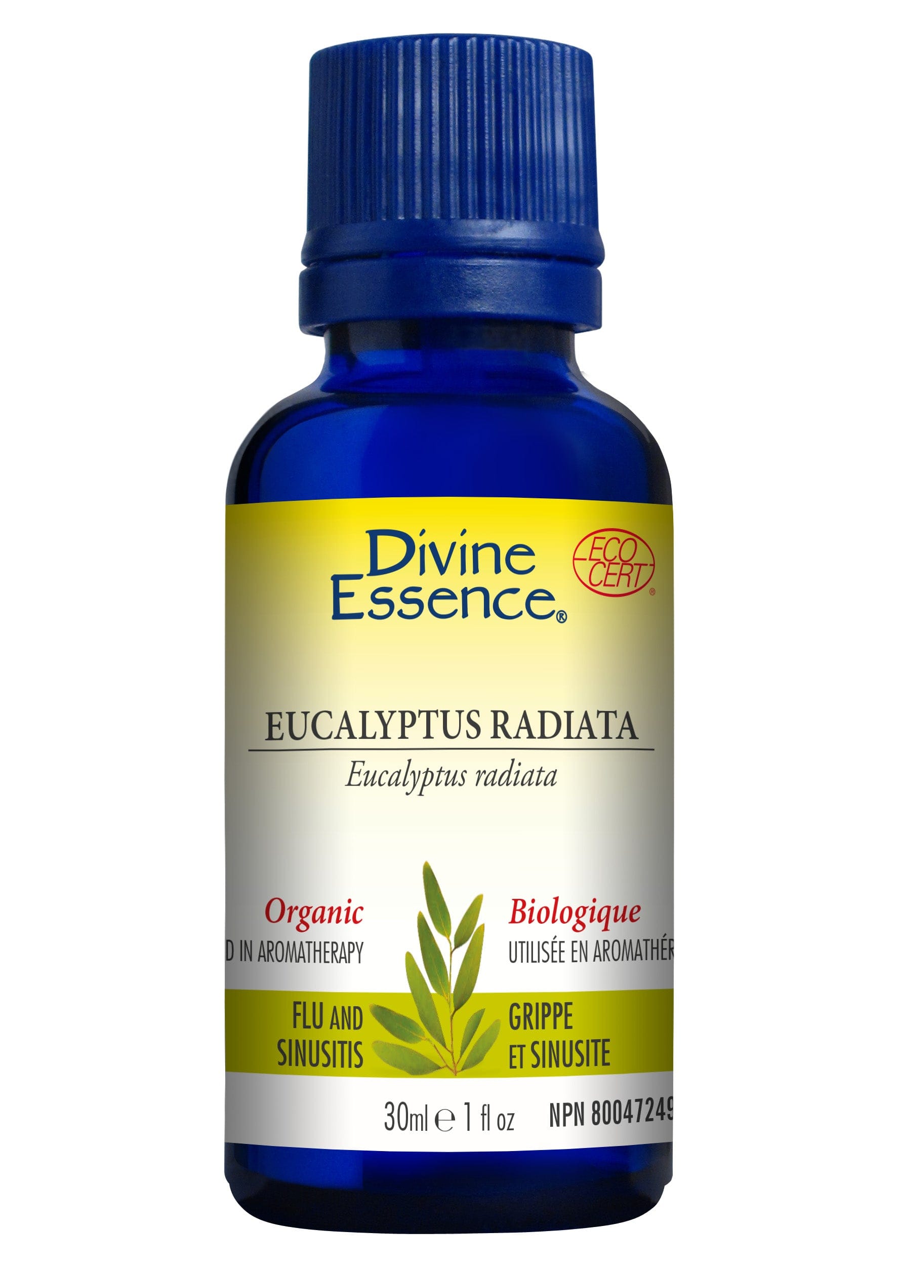 DIVINE ESSENCE Suppléments Huile essentielle eucalyptus radiata bio 30ml